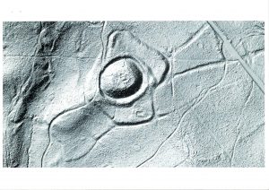 La motte castrale médiévale de Saint-Clément en Grésigne
